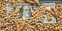 Soja: indicador PR cai quase 12% na parcial deste mês
