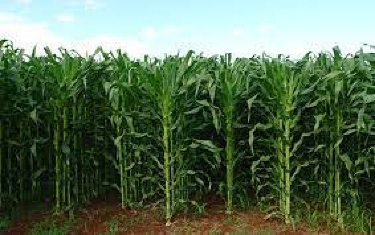 Indicador do milho segue em queda e opera abaixo de R$ 90/SC