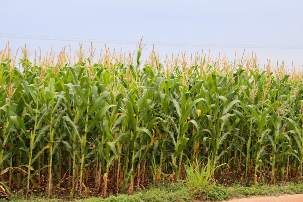 Indicador do milho recua quase 14% na parcial de junho