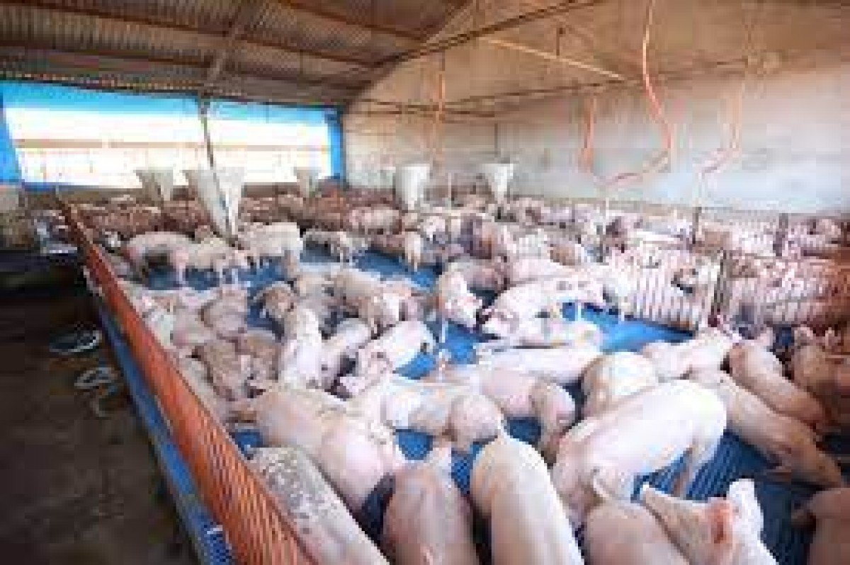 Venda de suínos se aquecem e alta de preço supera 20% em algumas praças