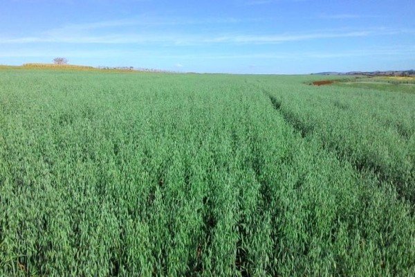 Aveia é opção de plantio de inverno, mas exige sementes certificadas, orienta IDR-PR   