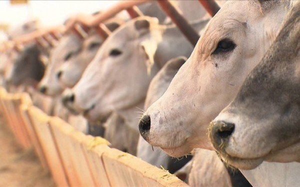 China segue como o principal destino da carne nacional bovina, mas ritmo de envios diminui