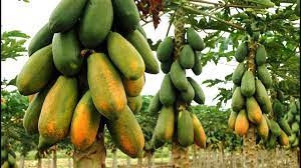 Exportação de mamão em 2021 estão 24% maiores, para a América do Sul a alta é de 267% 