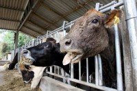 Estado inicia fiscalização dos produtores rurais que não cadastraram rebanho 