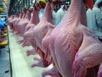 Consecutivas valorizações do frango reduzem competitividade da carne em julho