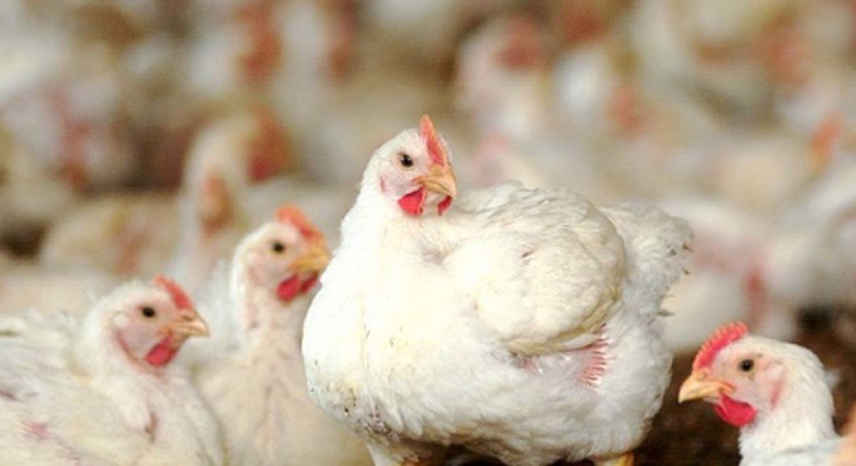 Preço do frango vivo atinge recorde nominal da série do CEPEA