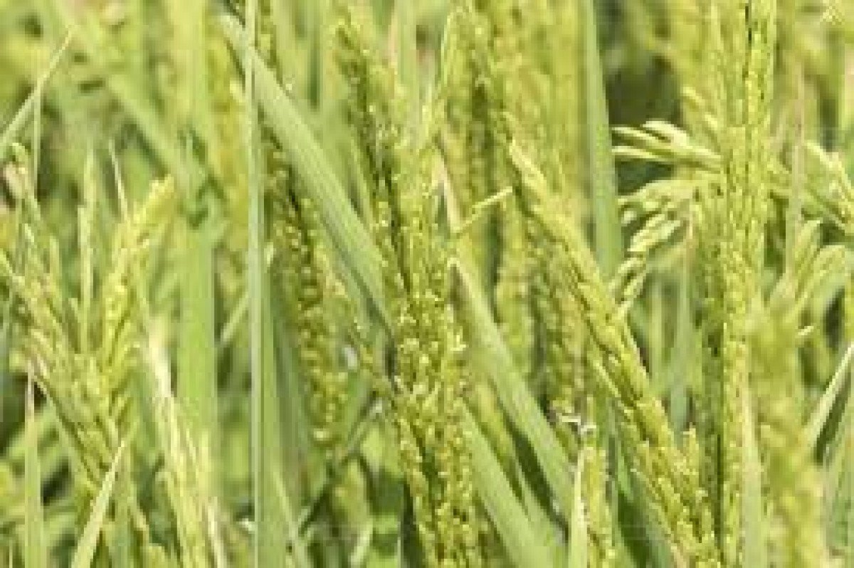 Com demanda aquecida, indicador do arroz retoma patamar de R$ 73/sc