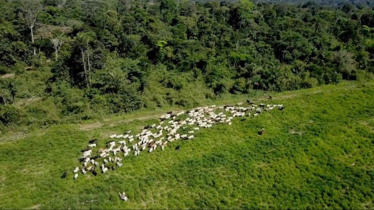 Carne bovina do Brasil pode alimentar o mundo e, ao mesmo tempo, proteger a Amazônia e o Cerrado