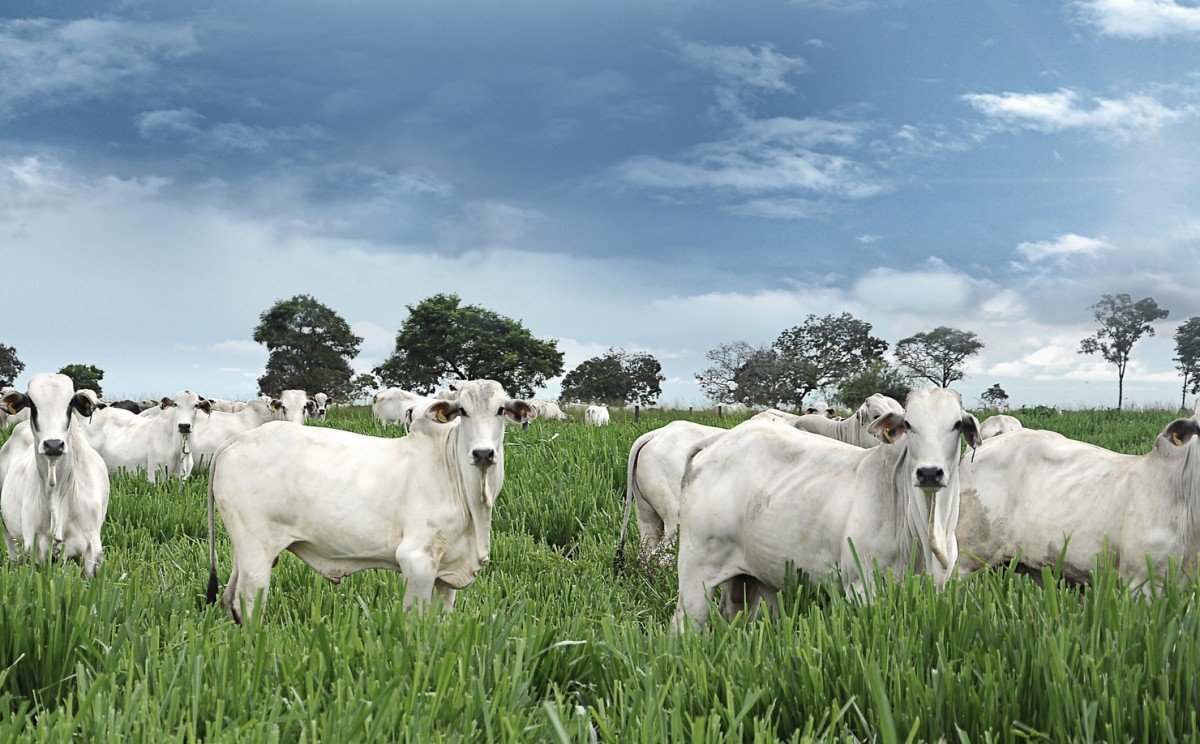 Boi: exportação completa três anos de volume mensal acima de 100 mil toneladas