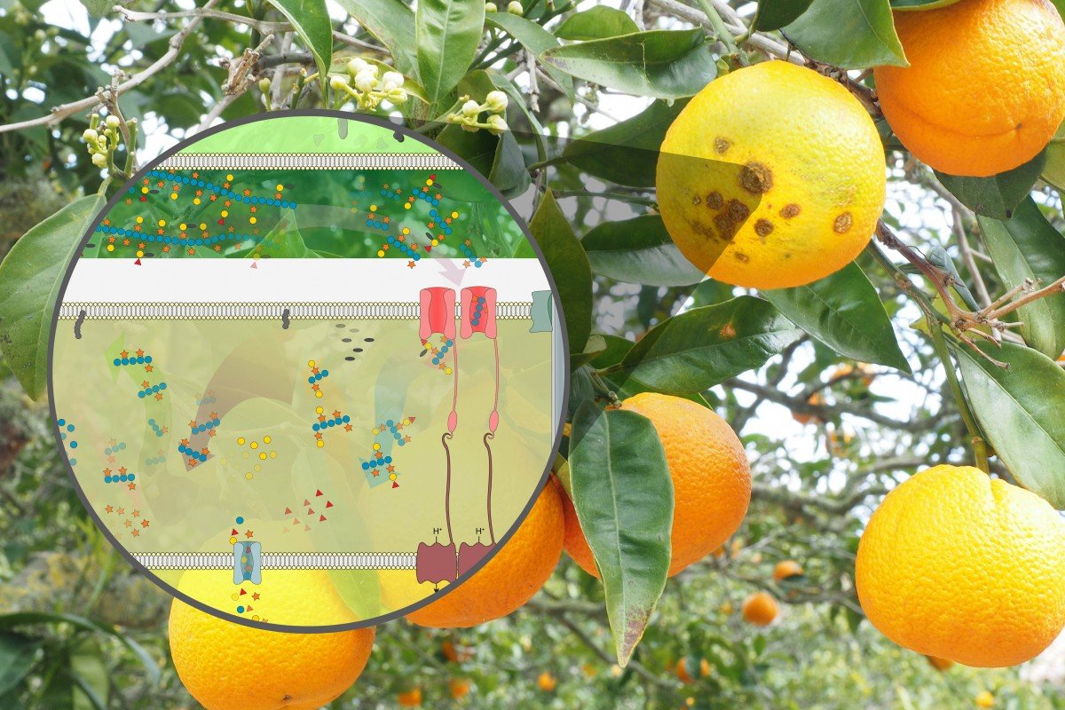  Bactéria ‘vilã’ da citricultura pode se tornar ‘heroína’ na produção de biorrenováveis
