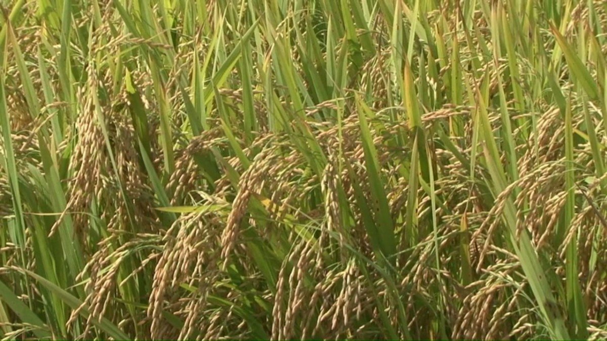 Queda do preço do arroz em junho supera 12% é a mais expresiva desde mar/17