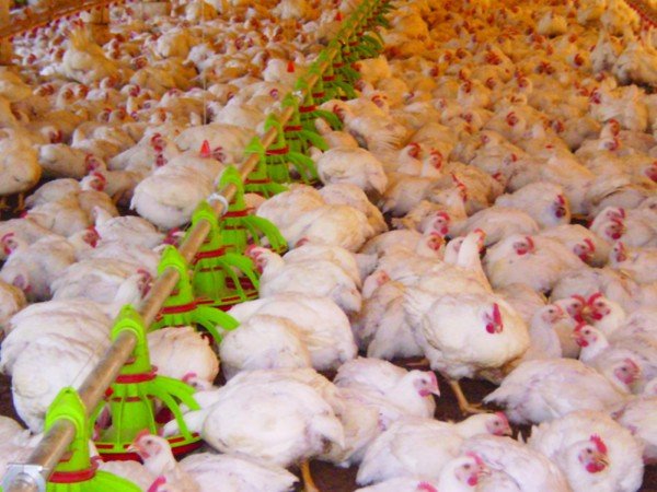 Liquidez do frango aumenta neste começo de julho e preço sobe