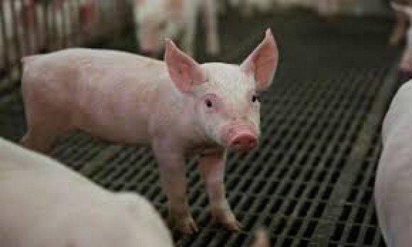Maior demanda eleva preços do suíno vivo, segundo CEPEA