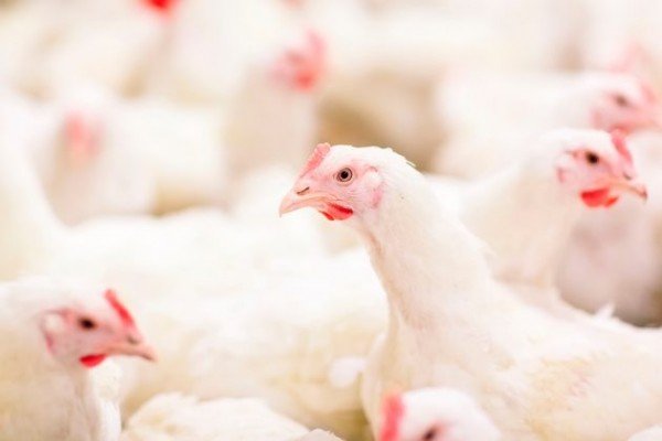 Dos cortes ao animal vivo, preços do frango atingem recorde nominal