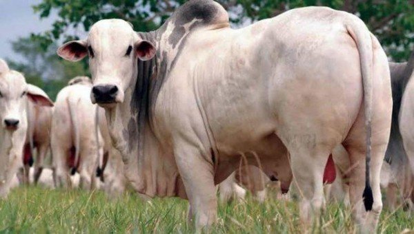 Preço da arroba do boi atravessa primeiro semestre em patamar firme