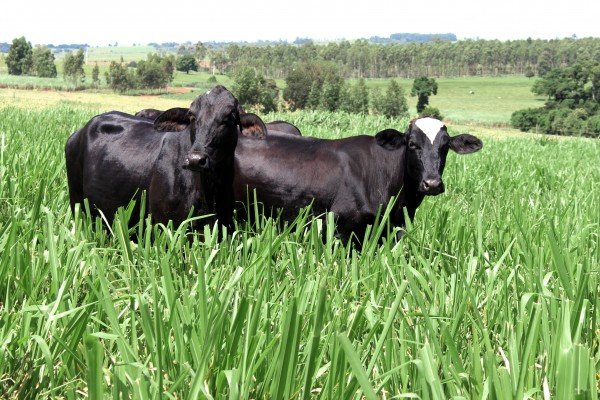 Boi: vendas aos EUA sobem mais de 100% no primeiro semestre