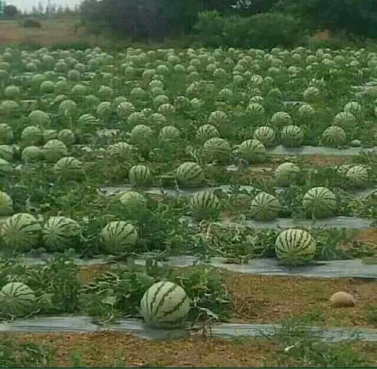 Melancia/Cepea intensificação da colheita impede alta nos preços