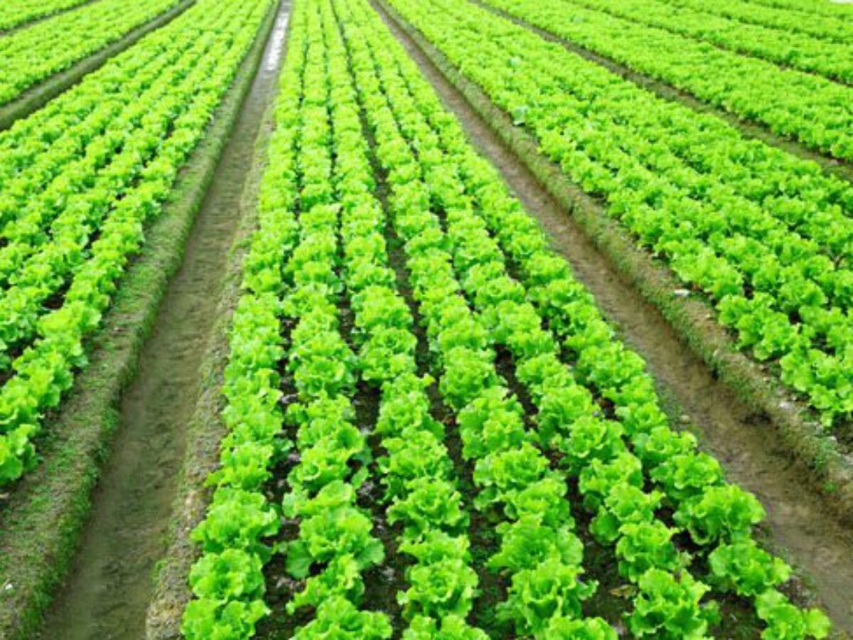 Alface/Cepea clima frio reduz oferta e eleva preços em São Paulo