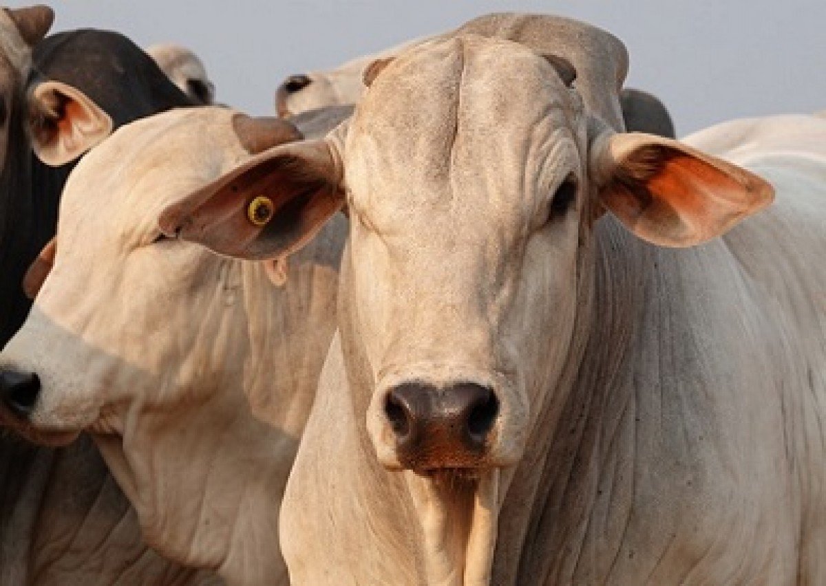 Boi/Cepea preço e receita de carne exportada são recordes em julho