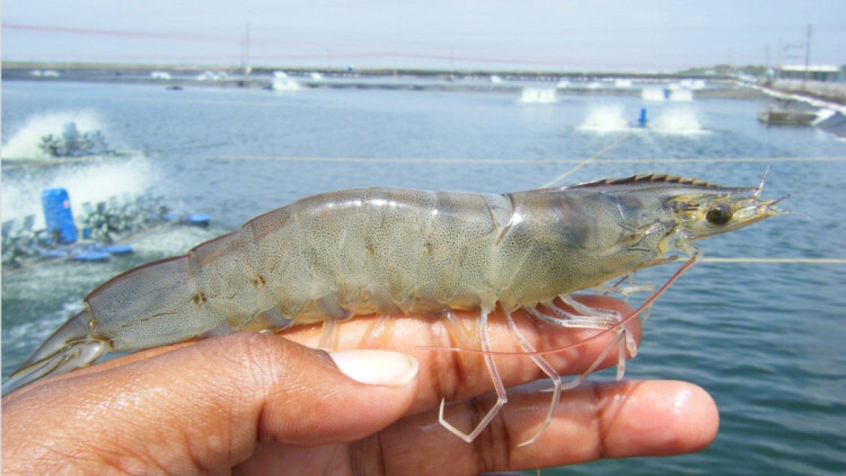 O camarão cultivado é um bom exemplo do quanto o Agro inovou e evoluiu nas últimas décadas