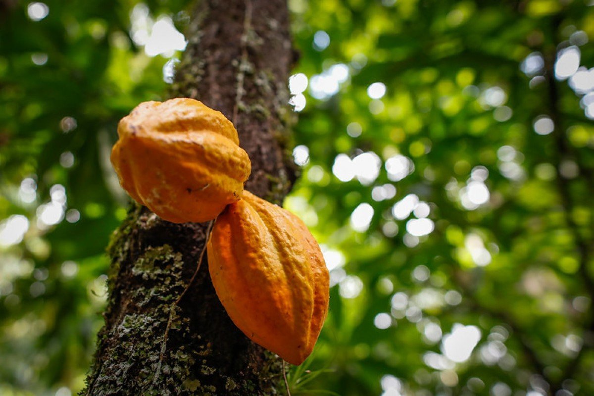 Agro.BR promove webinar sobre marcas coletivas e Indicação Geográfica
