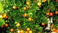 Citros/Cepea preços da laranja se mantém elevados, apesar de demanda fraca