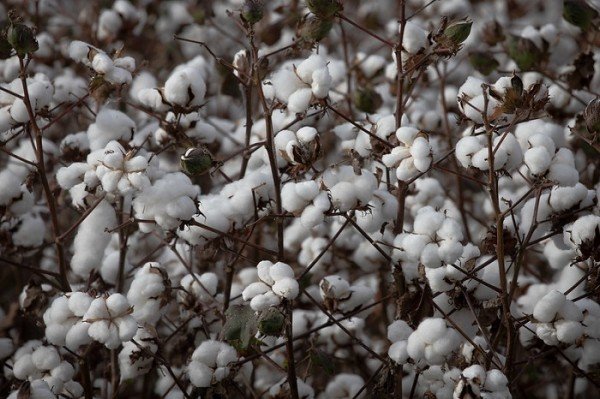 Produtores de cinco estados participam de levantamento do Campo Futuro