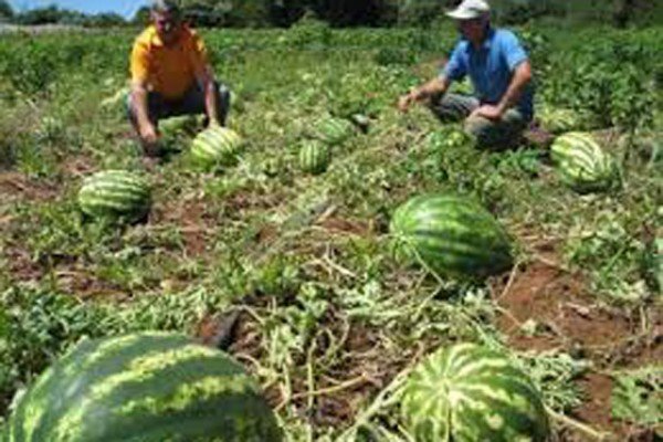 Brasil assume presidência temporária de reuniões sobre agricultura familiar e cooperativismo no Mercosul