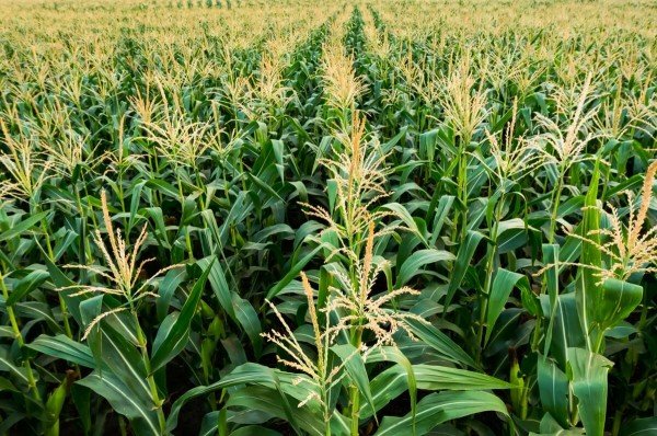 Milho/Cepea: menor oferta mantém preços em alta