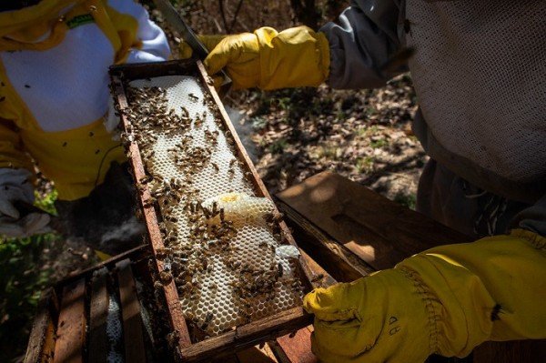 CNA realiza mais de 200 reuniões em rodada de negócios para o setor de mel, própolis e derivados