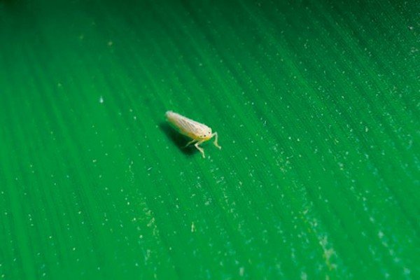 Produtor precisa eliminar milho tiguera para evitar cigarrinha