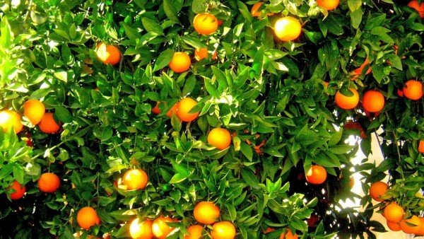 Citros/Cepea procura por laranja está enfraquecida, mas baixa oferta sustenta preço