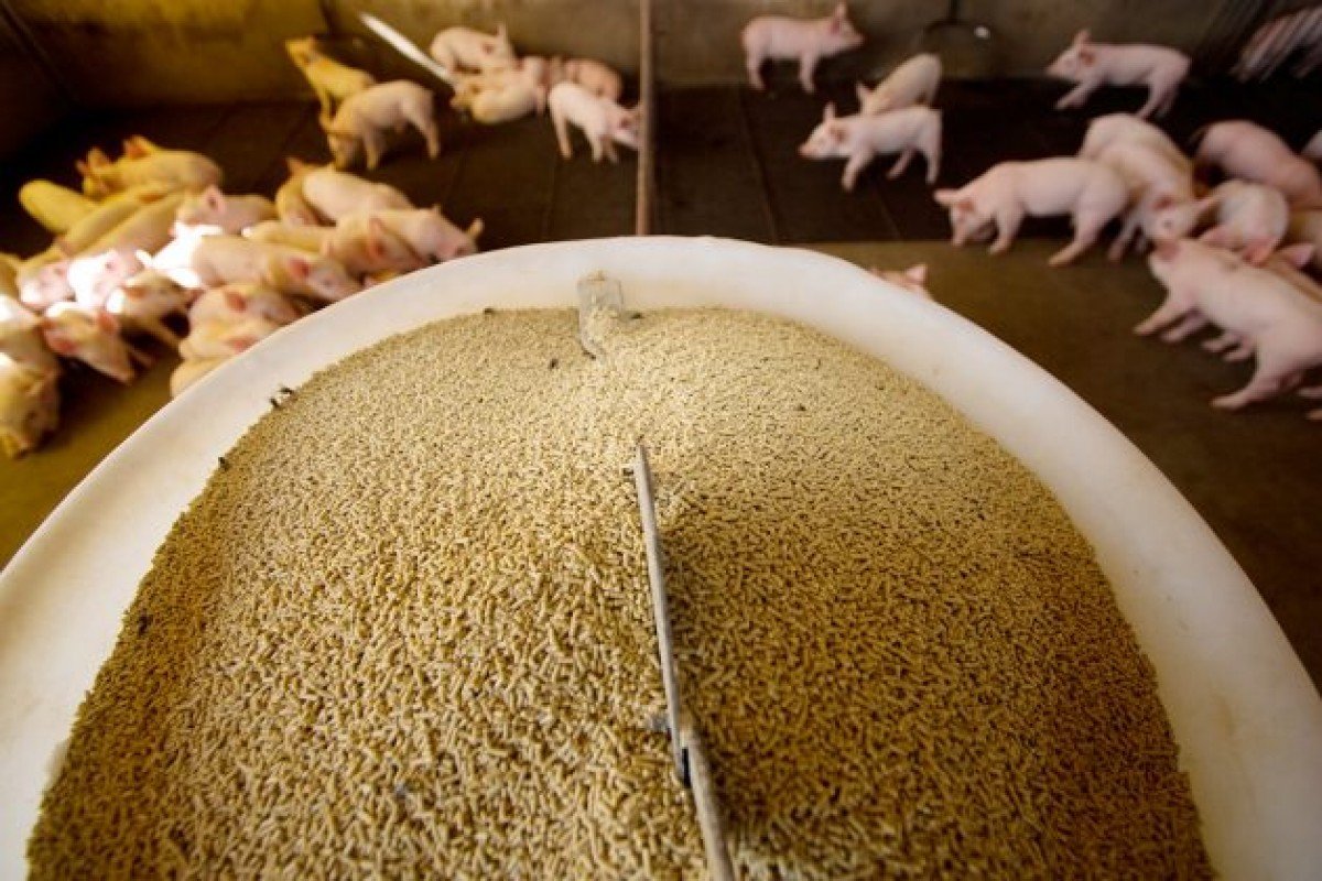 CT de Suinocultura debate alternativas para alimentação animal