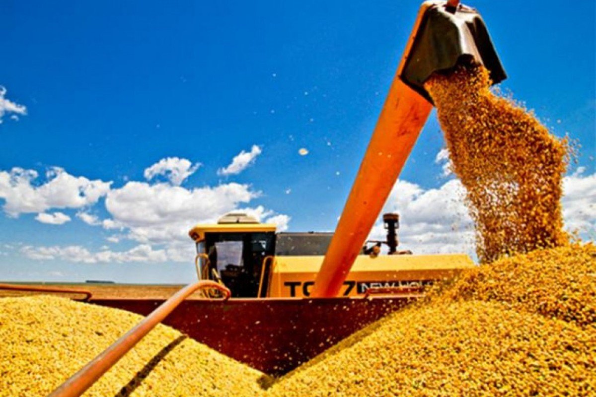 Além do clima, pragas acentuam queda na produtividade do milho