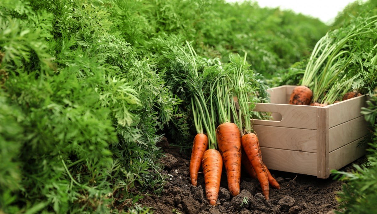 Cenoura/Cepea preço continua em alta em MG