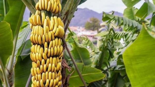 Dia da Banana – Fruta é cultivada em todos os estados