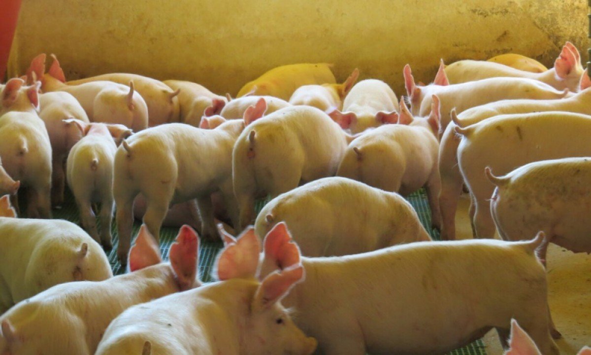 IPVS 2022 divulga programação científica