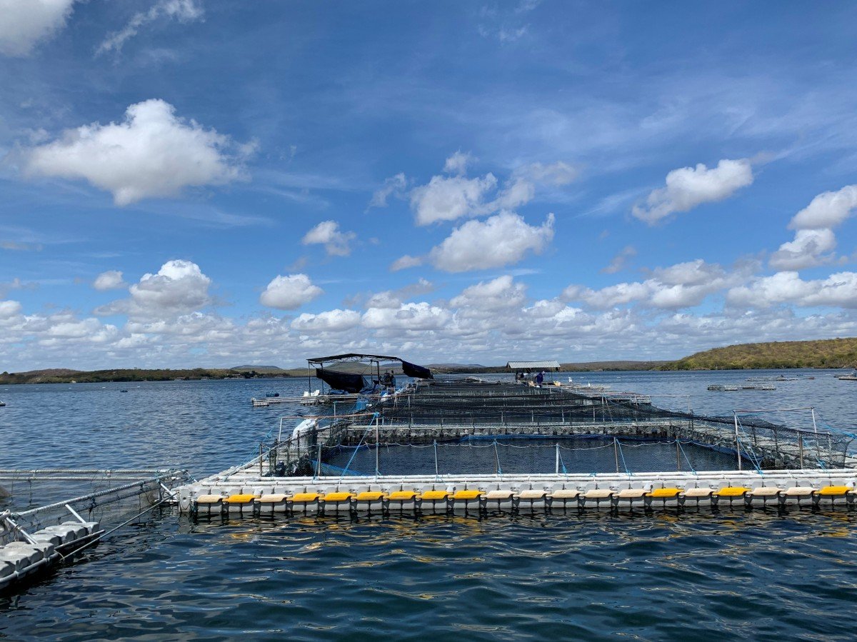 Streptococcosis é uma das mais importantes infecções bacterianas que afetam a produção de tilápia