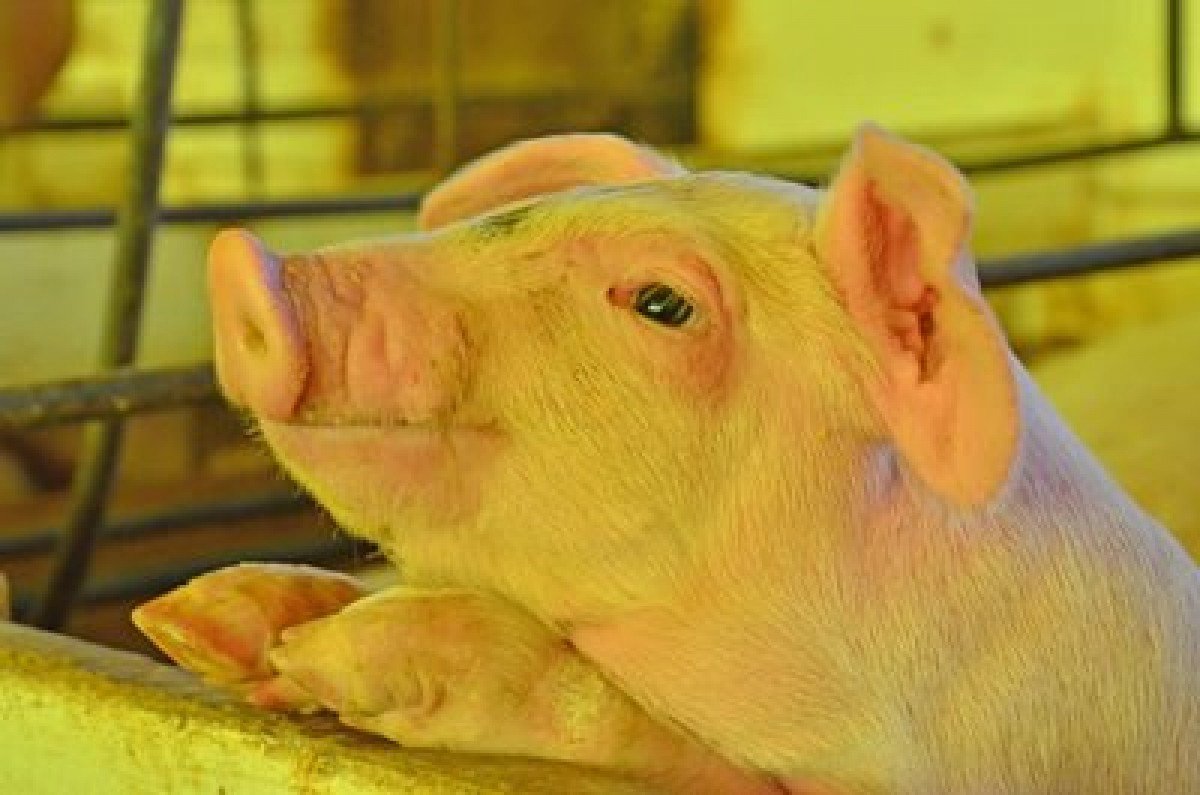 Especialista discute os desafios e prevenção da Peste Suína Clássica nas zonas não livres da doença no Brasil