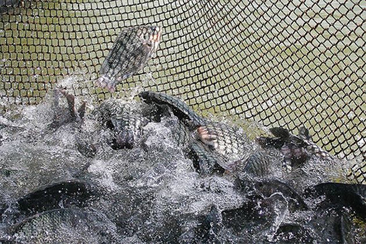 Comissão de Aquicultura do Sistema FAEP discute energia e sanidade