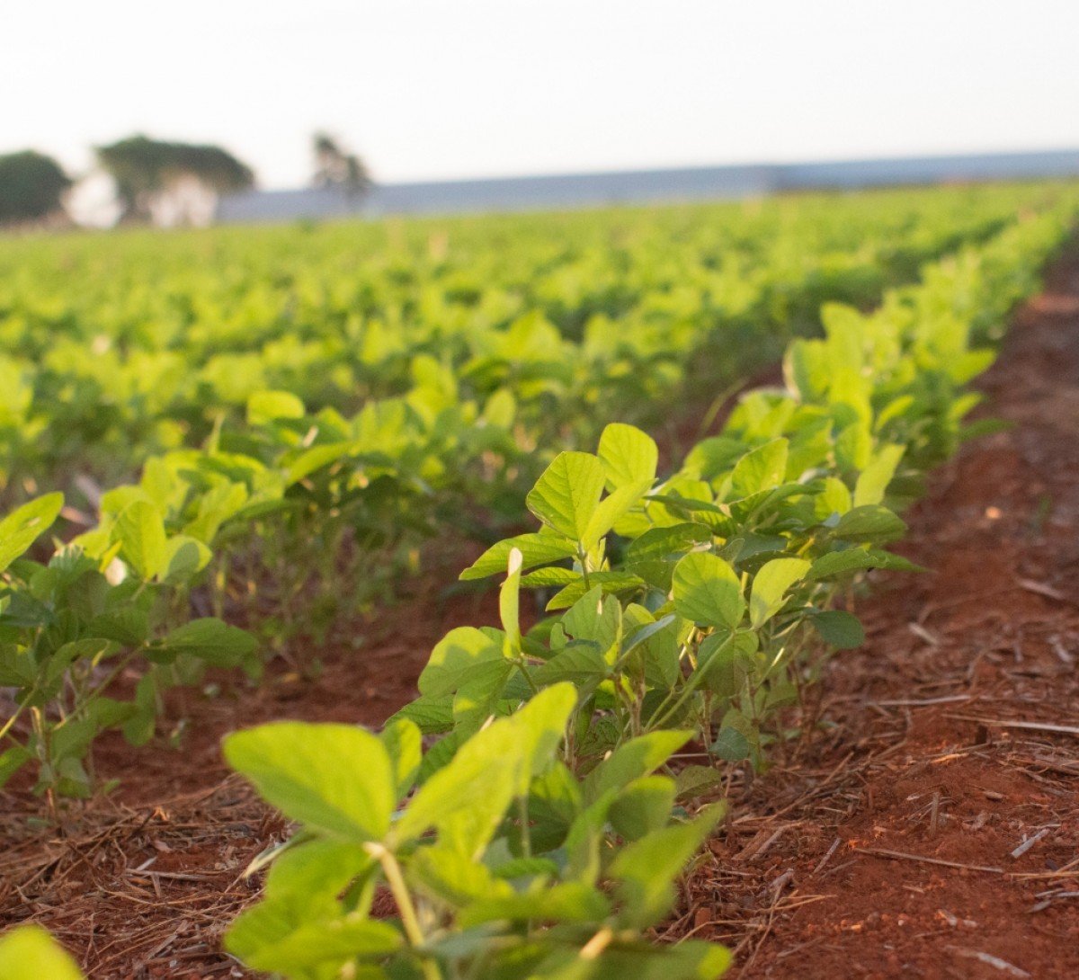 Plantio da safra de soja 2021/22 atinge 4,2% da área