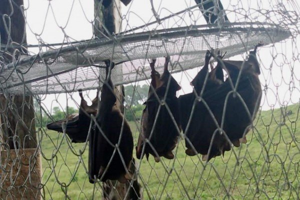 Raiva além da hidrofobia