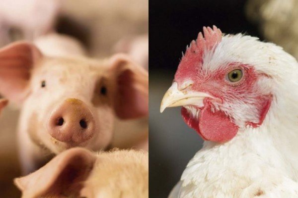 Sistema FAEP/SENAR-PR anuncia segunda rodada do levantamento de custos de produção de aves e suínos