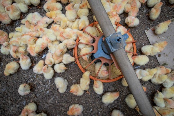 Sistema CNA/Senar analisa cinco anos da Lei da Integração