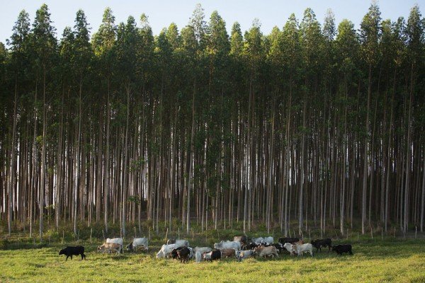 Sistema CNA/Senar discute integração lavoura-pecuária-floresta em pequenas propriedades