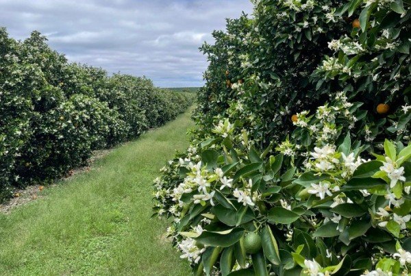 Citros/Cepea por enquanto, floradas em pomares de sp são consideradas satisfatórias
