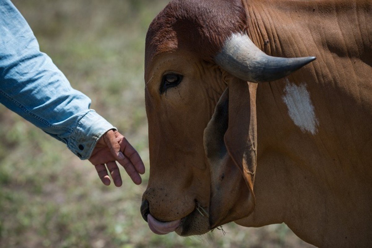 Bem-estar animal e tecnologia preditiva impulsionarão a pecuária brasileira em 2022