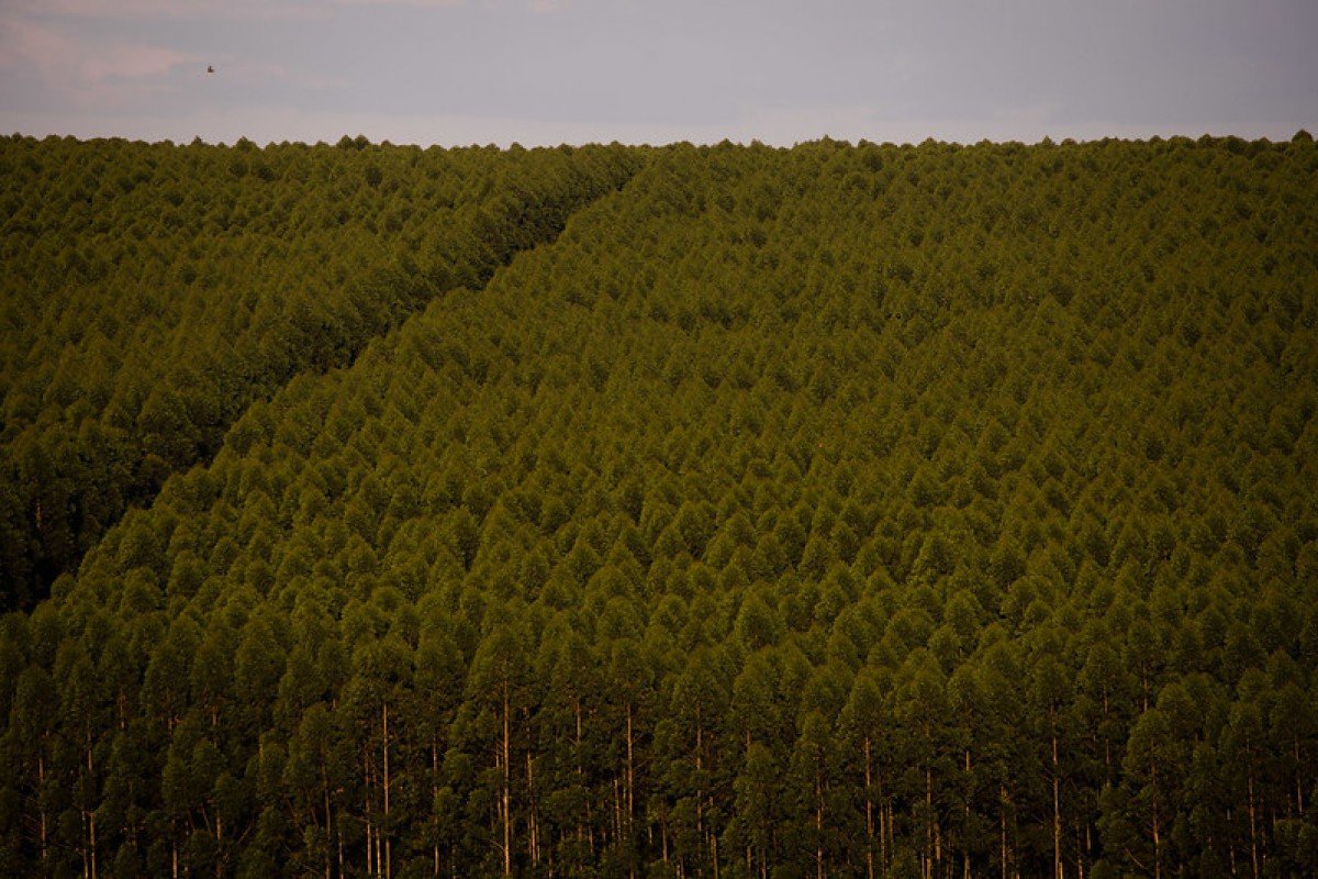 CNA debate pautas do setor florestal