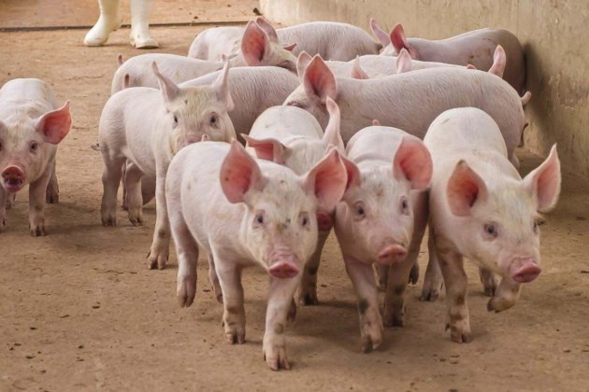 Altos custos mantêm resultados negativos na suinocultura