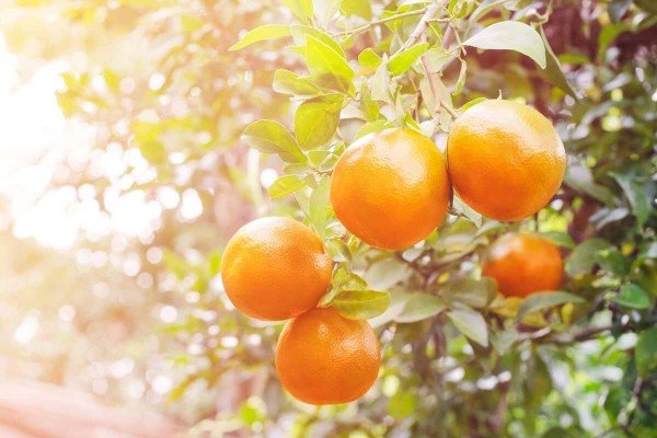 Citros/Cepea com menor produção de laranjas, exportação do suco Brasileiro recua